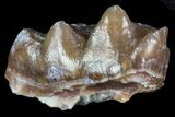 Oligocene Horse (Mesohippus) Tooth #73634-1